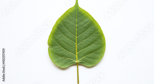 Isolated banyan tree leaf on a white background, generative ai