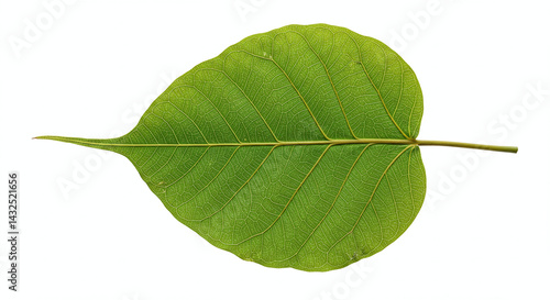 Isolated banyan tree leaf on a white background, generative ai