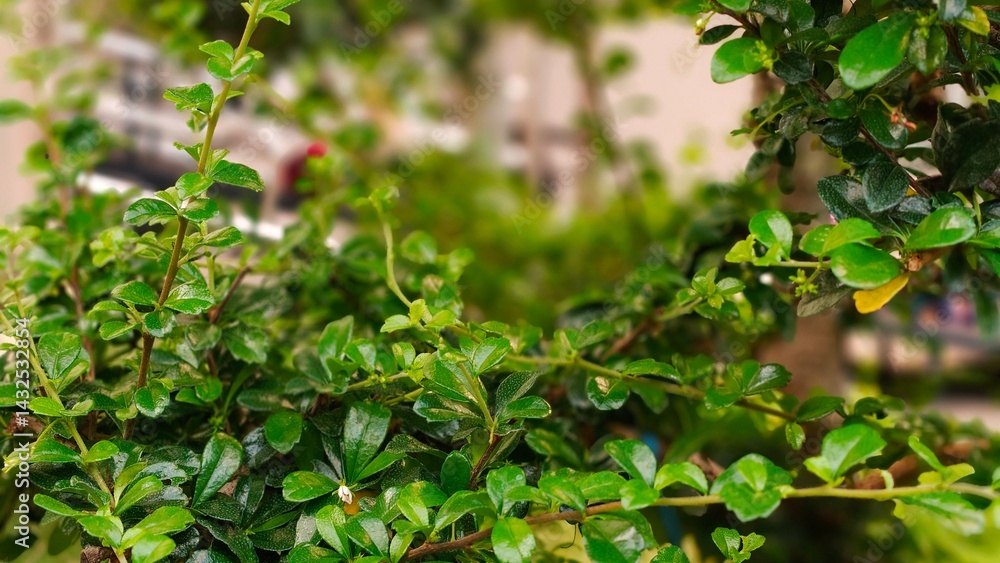 Detailed close-up of a bonsai tree with bright green leaves and branches Detailed close-up of a bonsai tree with bright green leaves and branches