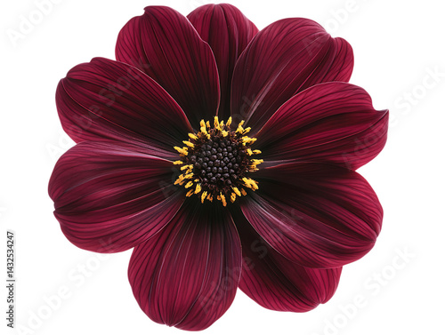 Dark Chocolate Cosmos Blossom on Green Background 