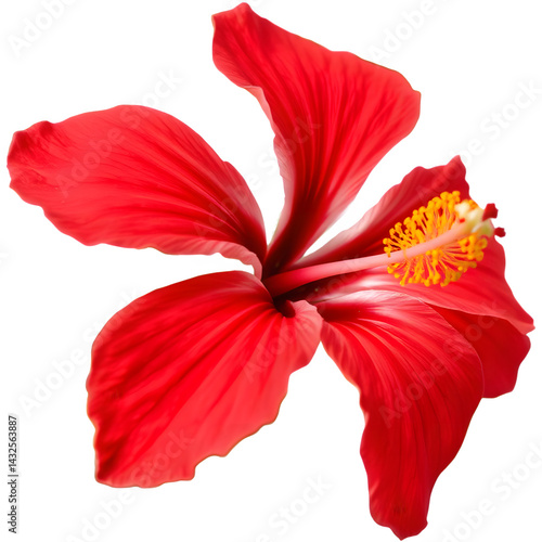 Vibrant red hibiscus flower with delicate petals and a prominent stamen, showcasing its rich color and intricate details against a black background.