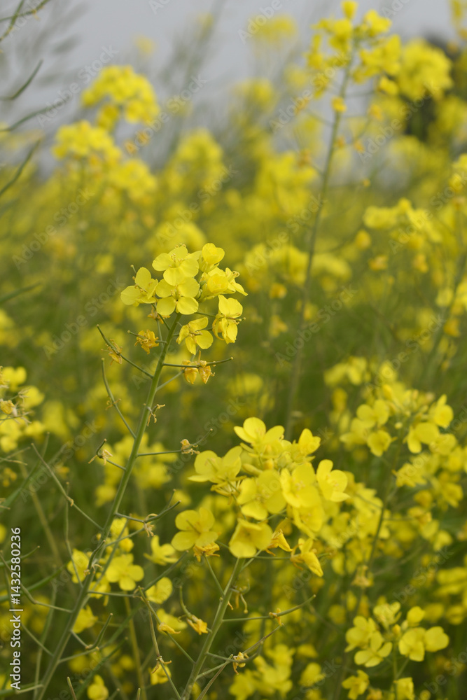 Mustard flower field is full blooming, yellow mustard field landscape industry of agriculture, mustard flowers closeup photo, Oil seed crop cultivation in Pakistan, Full Blooming Yellow Mustard Flower Mustard flower field is full blooming, yellow mustard field landscape industry of agriculture, mustard flowers closeup photo, Oil seed crop cultivation in Pakistan, Full Blooming Yellow Mustard Flower