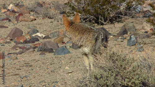 Coyote standing motionless among rocks and dry shrubs on sandy desert floor in bright daylight, Death Valley National Park, USA
