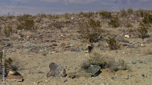Lone coyote standing alert among rocks and sparse desert shrubs in the arid landscape of Death Valley National Park, USA. Zoom in view