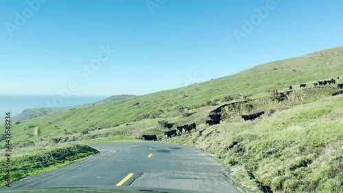 Dairy cows cross the road on Mattole Road, Lost Coast, California.