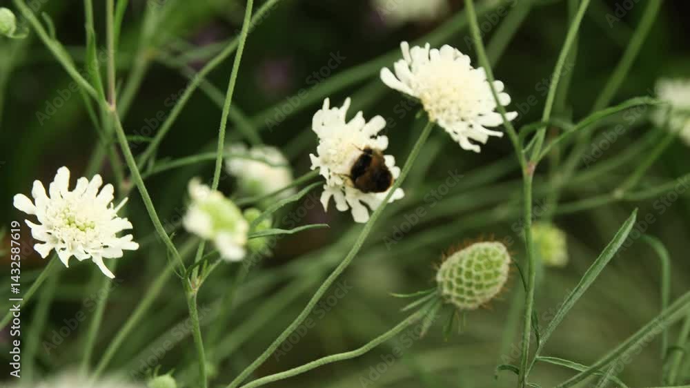 A bee clings to a wild white flower, gathering pollen in a fleeting, focused moment of natural harmony and summer stillness. A bee clings to a wild white flower, gathering pollen in a fleeting, focused moment of natural harmony and summer stillness.