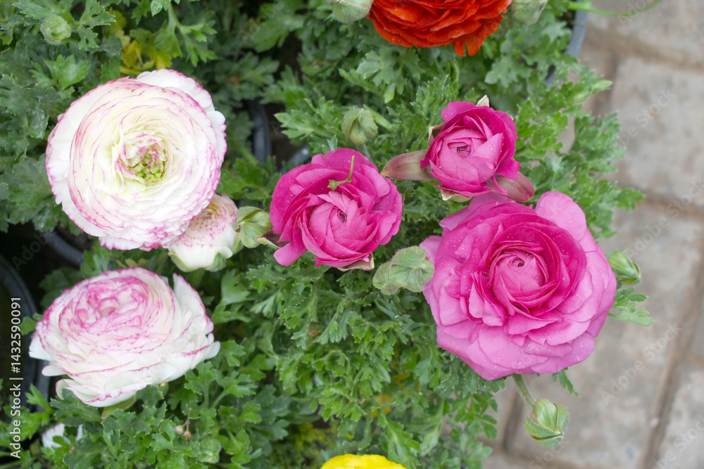 Obraz premium Beautiful Pink ranunculus flower growing in an outdoor flower garden. ranunculus flower closeup, Pink blooming flower, Closeup shot of a beautiful blossoming ranunculus in field