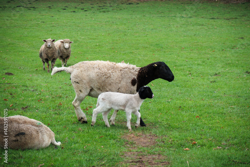 on a pasture are Dorp sheep with their lambs