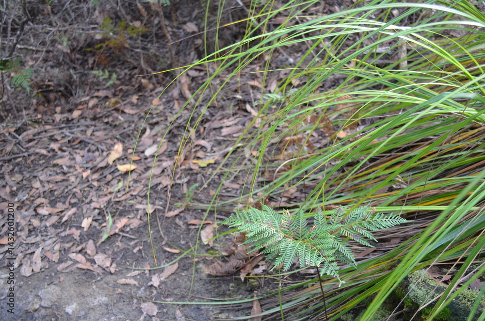 山道の道中の野草 山道の道中の野草