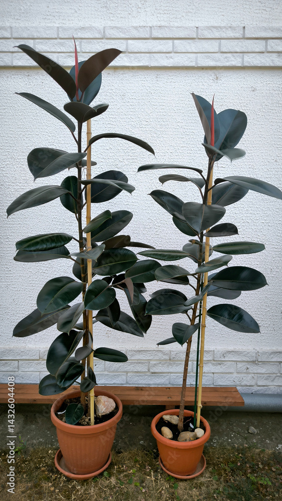 ficus elastica, rubber plant growing in the pot