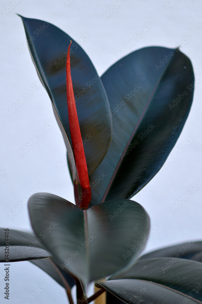 ficus elastica, rubber plant growing in the pot