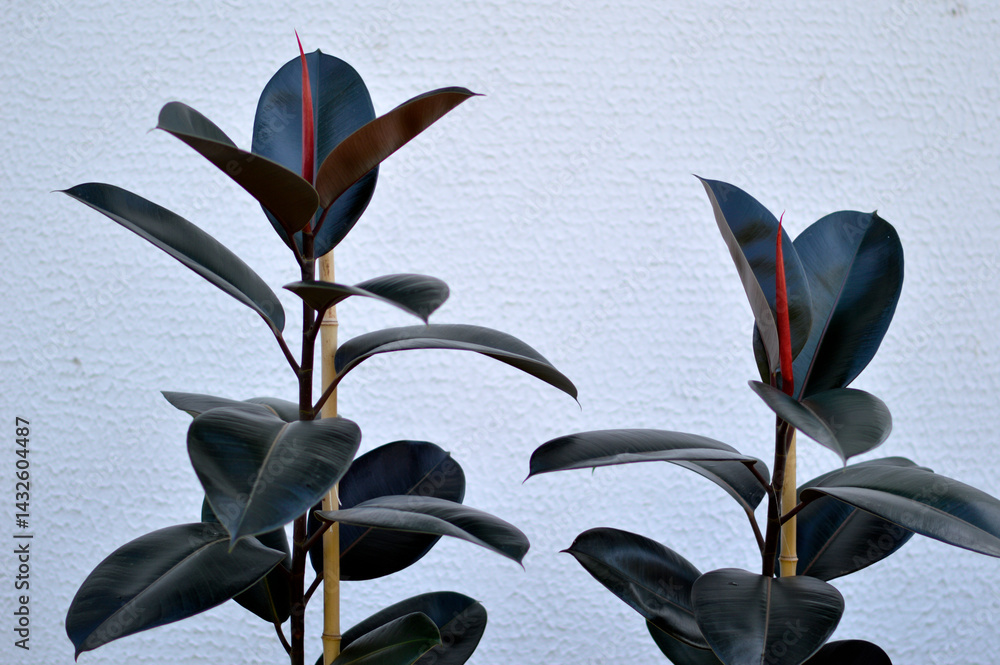 ficus elastica, rubber plant growing in the pot