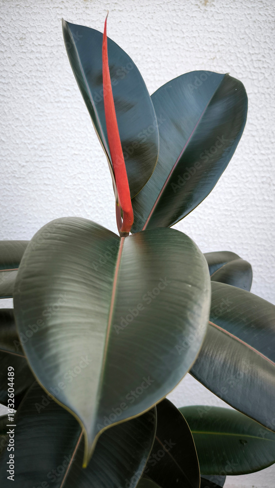 ficus elastica, rubber plant growing in the pot