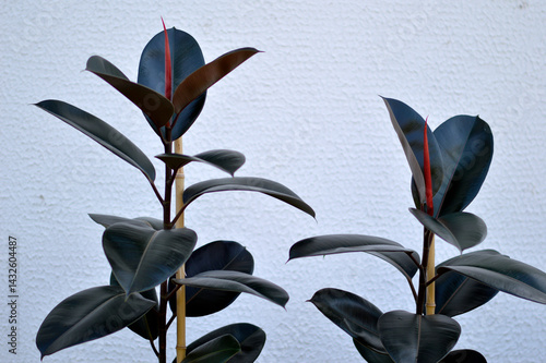 Obraz na płótnie ficus elastica, rubber plant growing in the pot w salonie