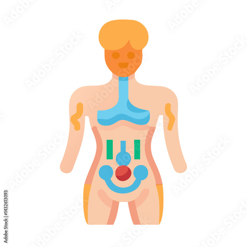 Human anatomy diagram showing the major organ system