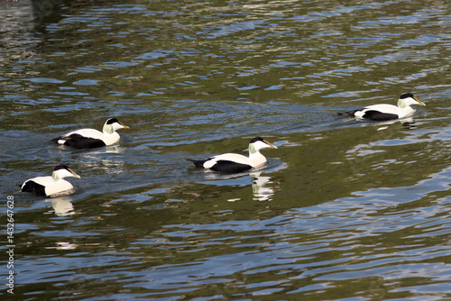 Eider