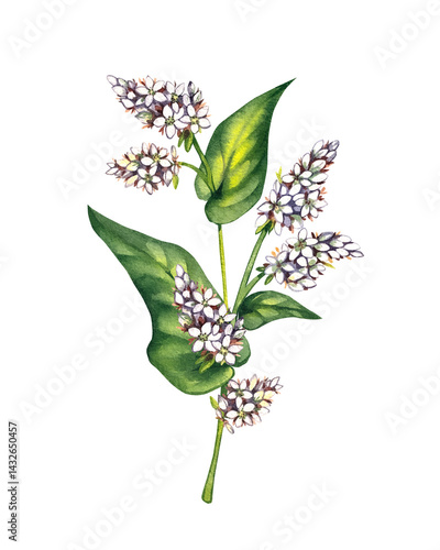 Buckwheat plant watercolor hand drawn. Buckwheat set cereal roasted with leaves, flowers. Process of sowing field buckwheat plant