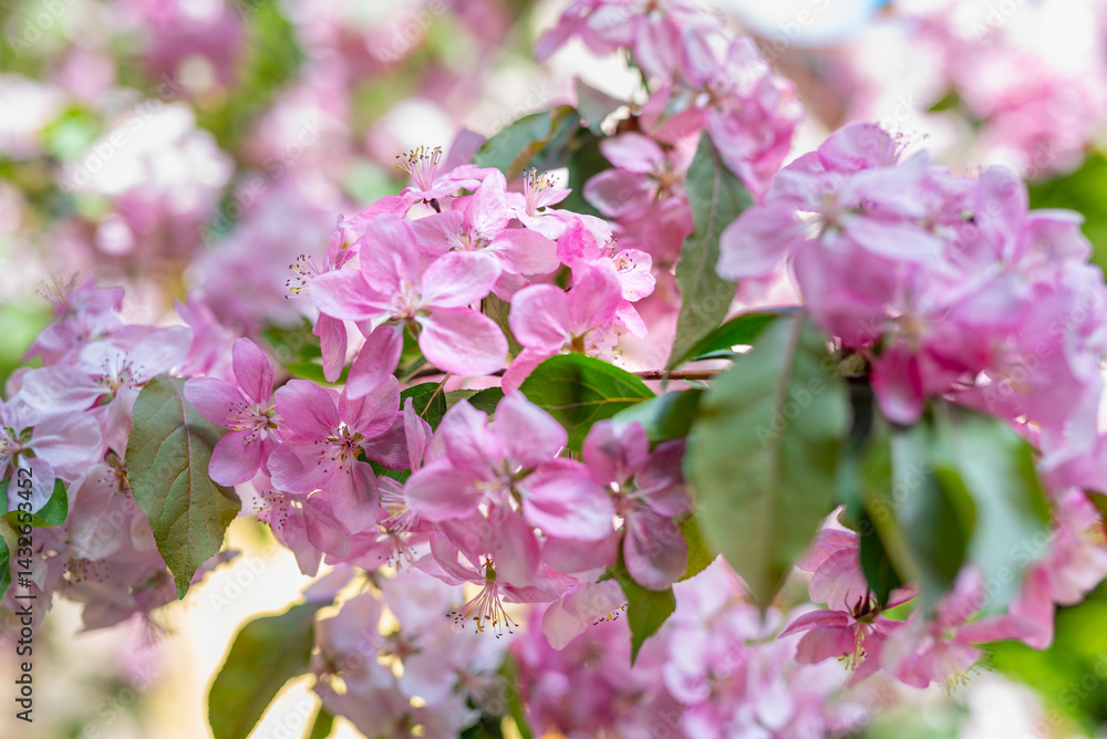 Fototapeta premium Close-Up of Pink Blossoms on a Apple Tree in Full Bloom