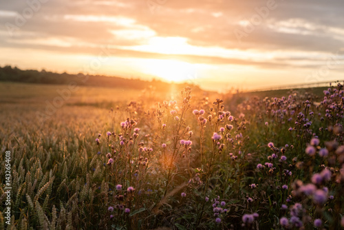Obraz na plátně Tranquil Meadow of Thistles at Golden Sunset Hour