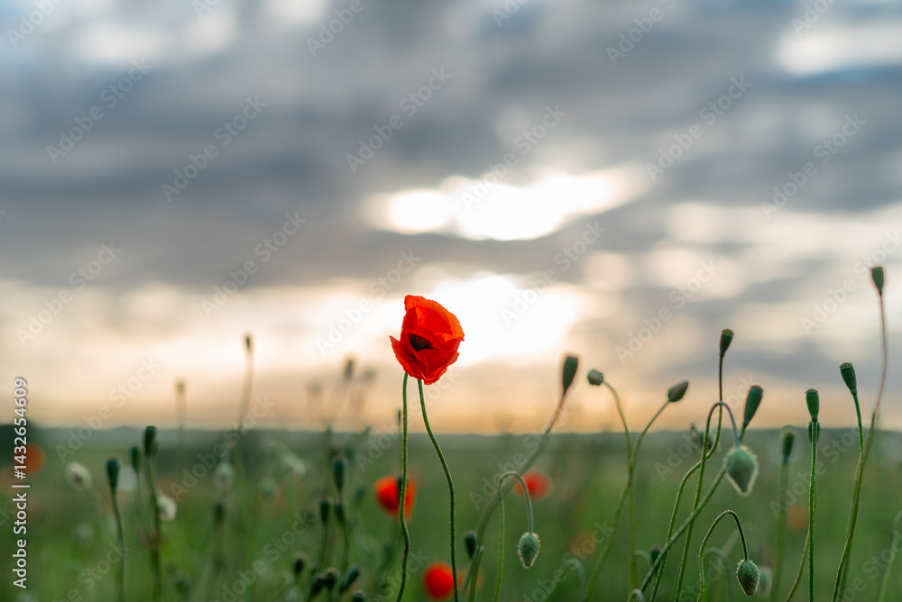 Obraz premium Vivid Red Poppies Blooming in a Serene Green Field at Sunset