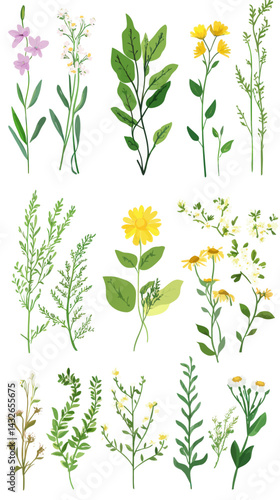Modern Herbal Illustrations with Calendula, Chamomile, Aloe, and Mint for Healing Concepts