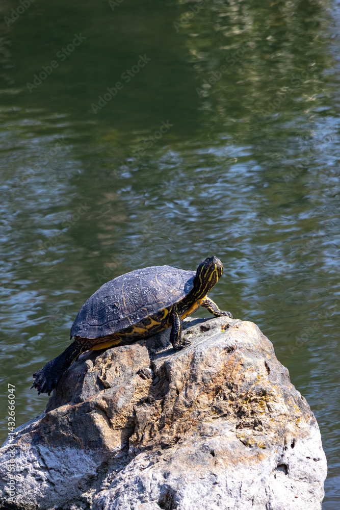 Obraz premium Turtle basking on a sunlit rock by a serene pond in Japan's natural landscape during a bright afternoon