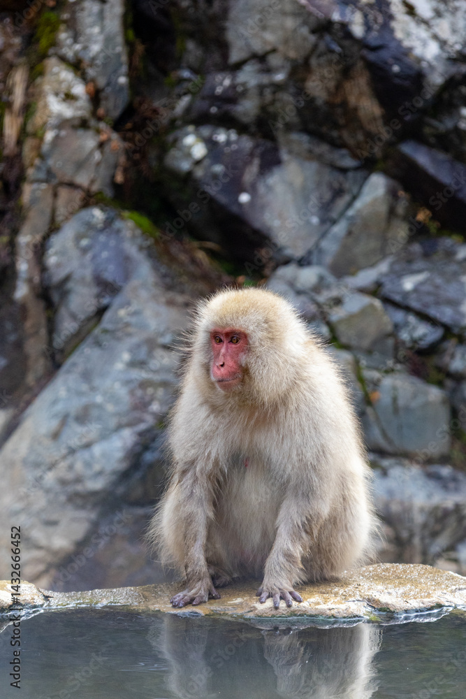 Naklejka premium Majestic snow monkey soaking in the serene waters of Japan's hot springs on a chilly day