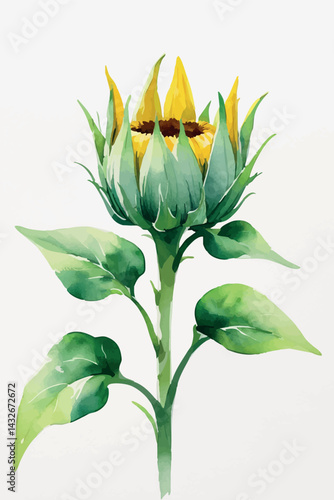 Sunflower bud in watercolor. Isolated young floral element for botanical and growth-themed designs.