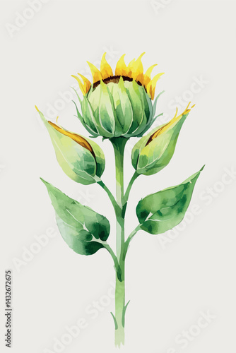 Sunflower bud in watercolor. Isolated young floral element for botanical and growth-themed designs.