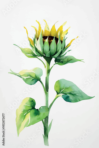 Sunflower bud in watercolor. Isolated young floral element for botanical and growth-themed designs.
