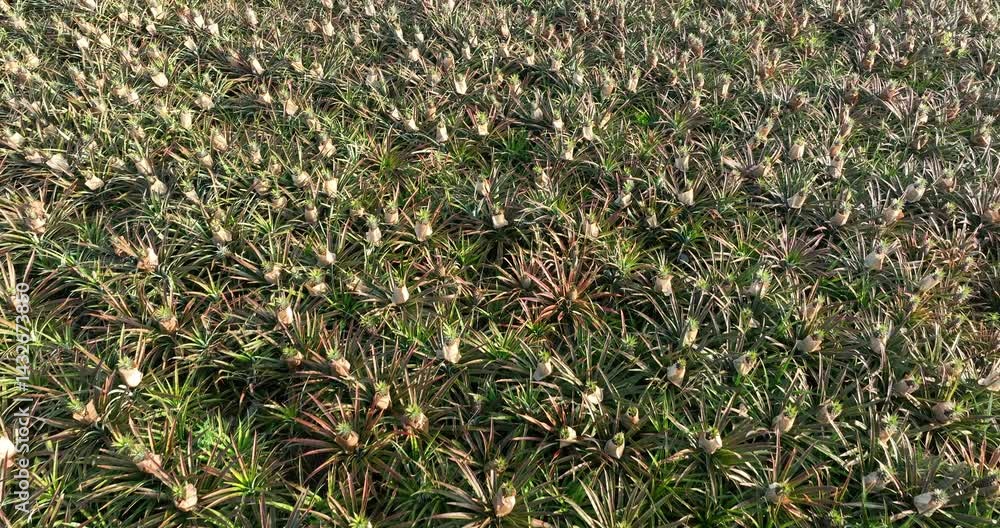 Pineapple grow on tree in garden Pineapple grow on tree in garden