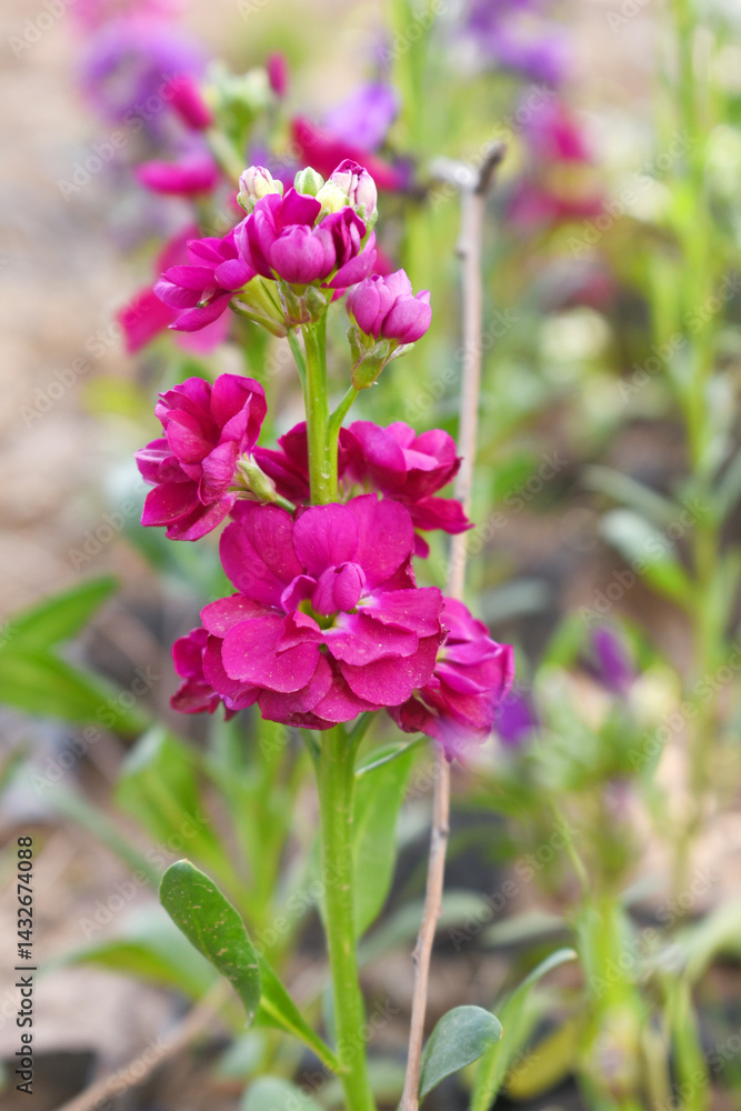 Obraz premium Red Hoary Stock, Red Hoary Stock or Matthiola Incana is a member of the Brassicaceae family of flowering plants. It's also commonly known as Brompton Stock, Common Stock, Red flower in garden