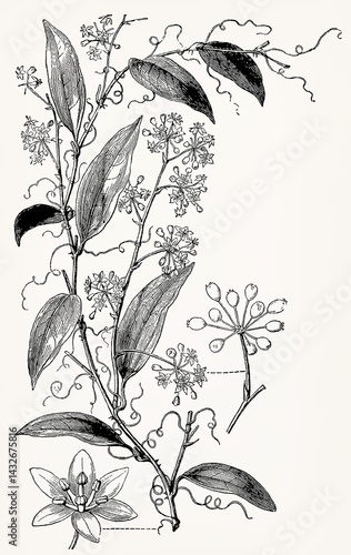Smilax pseudosyphilitica (Greenbrier Vine) with flower and fruit cluster, detailed vintage botanical engraving. Antique stylized illustration.