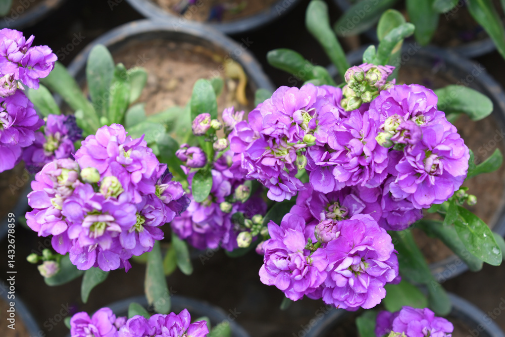 Purple Hoary Stock, Purple Hoary Stock or Matthiola Incana is a member of the Brassicaceae family of flowering plants. It's also commonly known as Brompton Stock, Common Stock, Purple flower in garden Purple Hoary Stock, Purple Hoary Stock or Matthiola Incana is a member of the Brassicaceae family of flowering plants. It's also commonly known as Brompton Stock, Common Stock, Purple flower in garden
