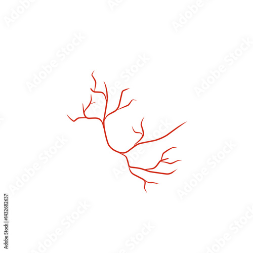 illustration of human blood vessels