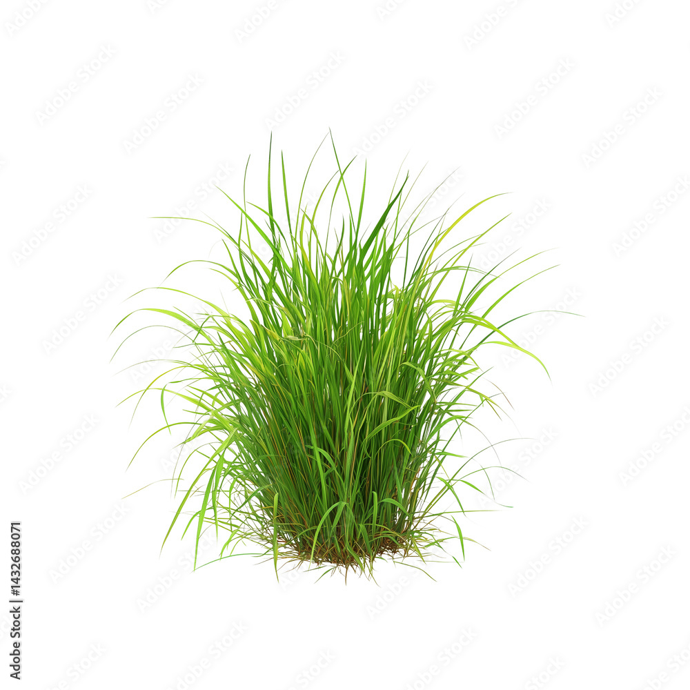 Obraz premium Lush green grass with long blades and a dense tuft appearance.