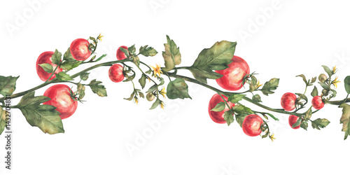 Tomato plant seamless border with red fruit, leaves and flowers. Watercolor agricultural ripe and unripe vegetables crop realistic repeating pattern. Hand drawn illustration isolated from background