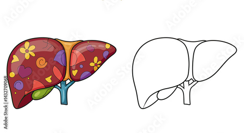 Human Liver Anatomy: An insightful illustration of a healthy human liver. Featuring intricate detail, vibrant colors, and an educational approach, ideal for medical or biological contexts.