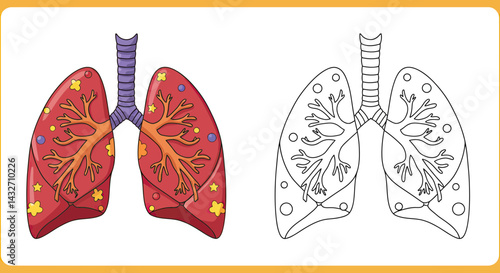 Anatomy of the Human Lungs: An illustration of human lungs, showing the intricate structure of the respiratory system, from the trachea down to the alveoli, highlighted in a clear and informative way.