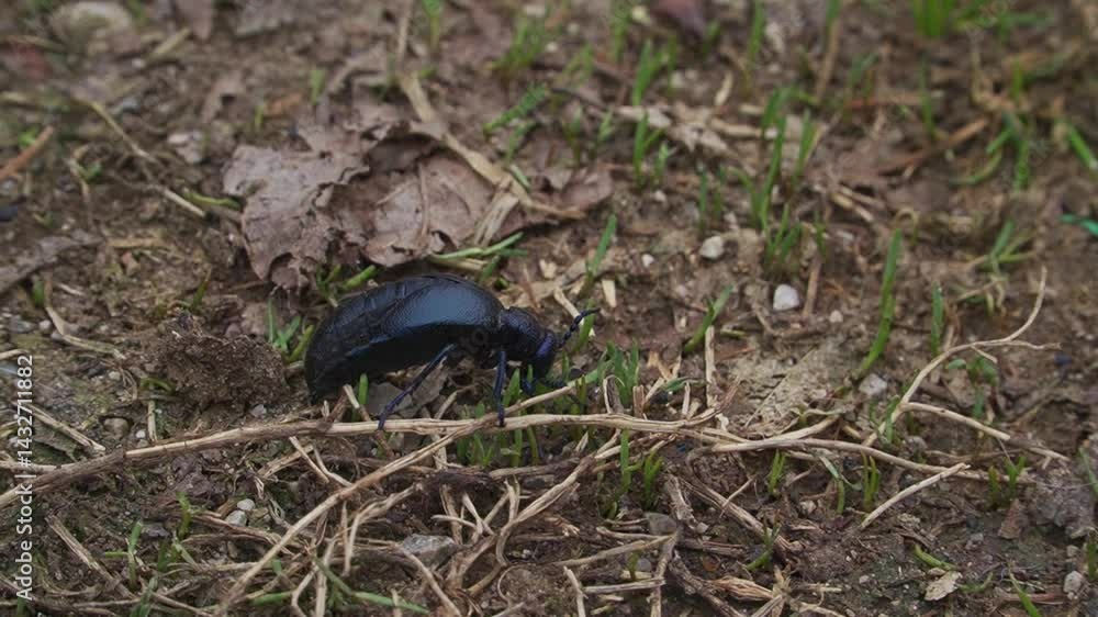 Macro shot of a shiny black beetle moving through forest soil with dry leaves and green sprouts. Ideal for nature documentaries, biology content, or educational use Macro shot of a shiny black beetle moving through forest soil with dry leaves and green sprouts. Ideal for nature documentaries, biology content, or educational use