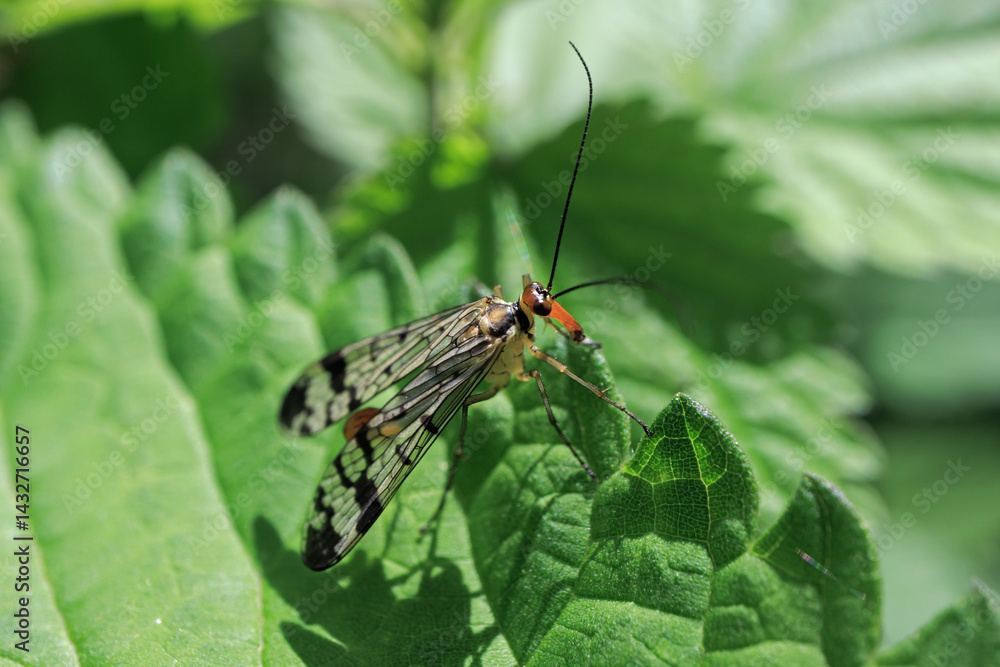 Panorpa communis scorpionfly insect fly close up