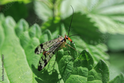 Obraz na płótnie Panorpa communis scorpionfly insect fly close up w salonie