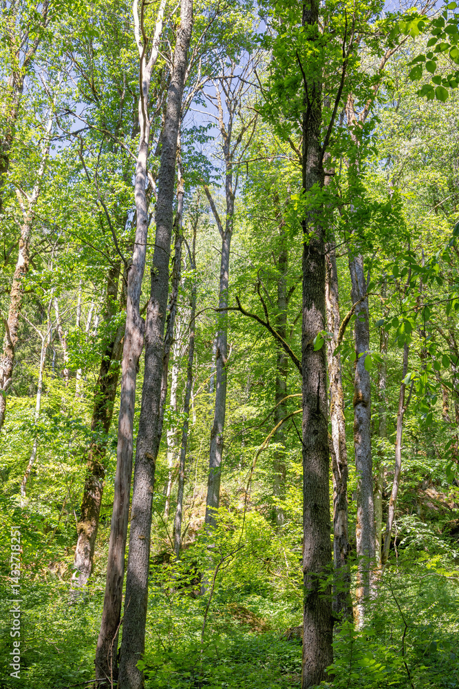 Naklejka premium Lush green tree canopies in a deciduous forest