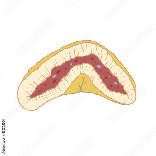 副腎の断面がわかりやすいイラスト