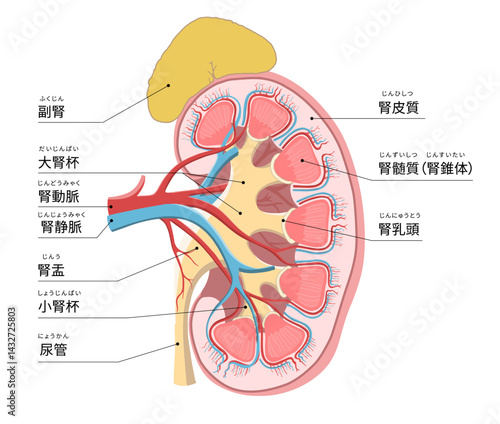 人体の左腎臓と副腎のわかりやすい断面イラスト