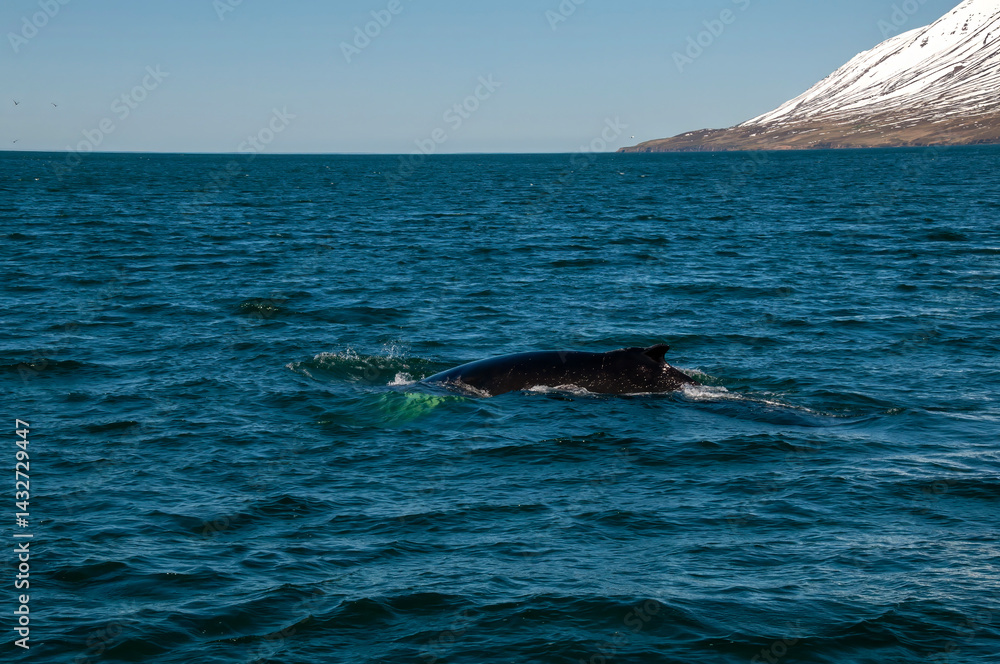 Fototapeta premium Arskogssandur Iceland, view of humpback whale in Eyjafjordur fjord