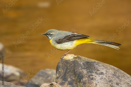 Tableau sur toile Grey Wagtail (Motacilla cinerea)