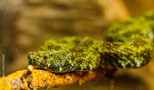 Mangshan pit viper (Protobothrops mangshanensis) portrait