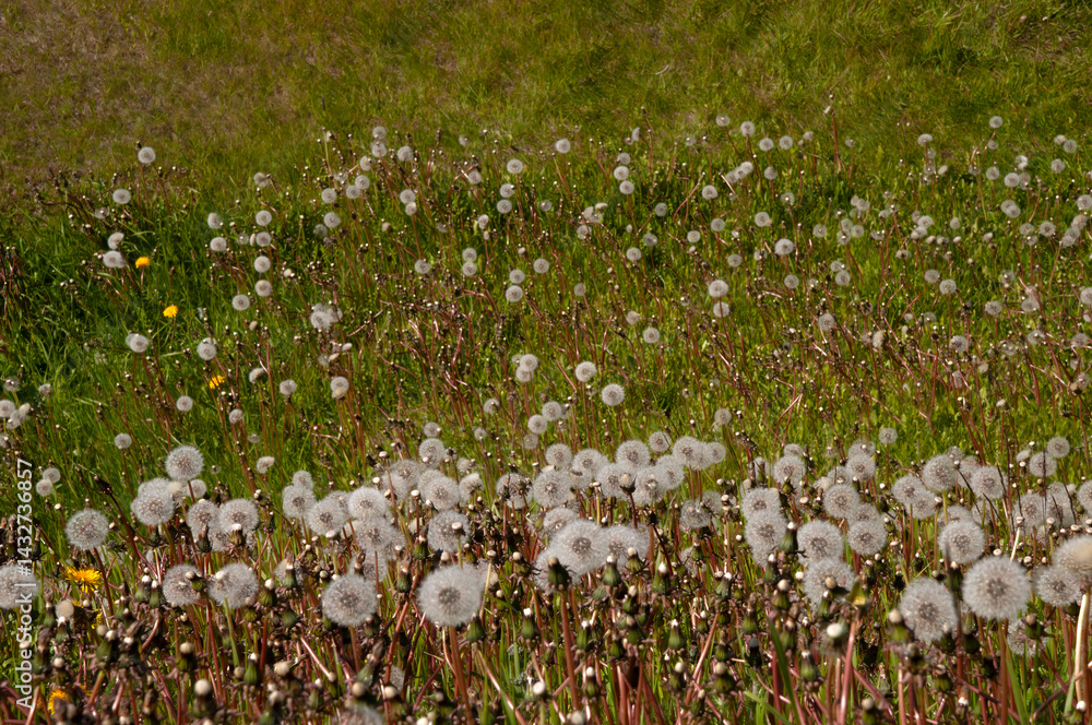 Obraz premium Husavik Iceland, meadow of common dandelion plants with round balls of many silver-tufted fruits that disperse in the wind.
