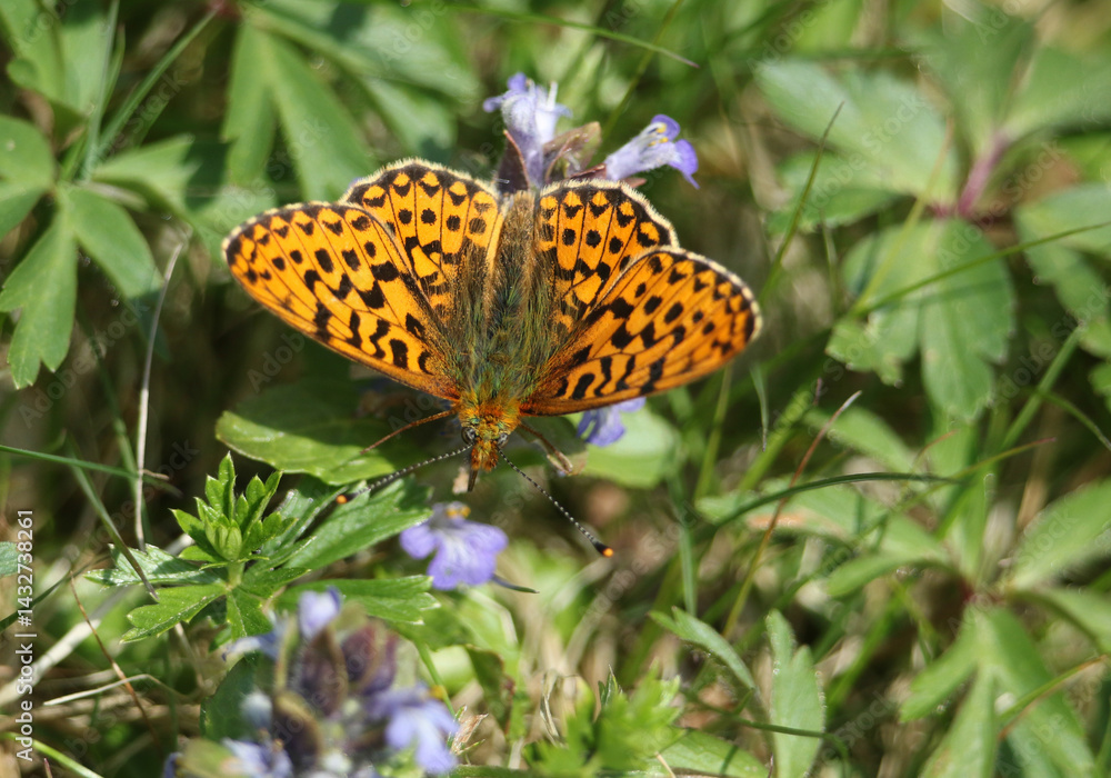 A rare Pearl-bordered Fritillary, Boloria euphrosyne, nectaring on a flowering Bugle plant.